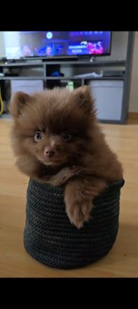 Pomeranian- Deckrüde- Stud Dog - Cão Reprodutor
