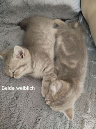 Zuckersüße Britisch Kurzhaar (BKH) Babys abzugeben.