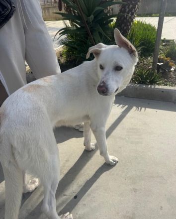 Kelly, a.d.Tierschutz, sucht Happy-Home