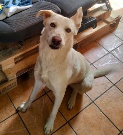 Kelly, a.d.Tierschutz, sucht Happy-Home