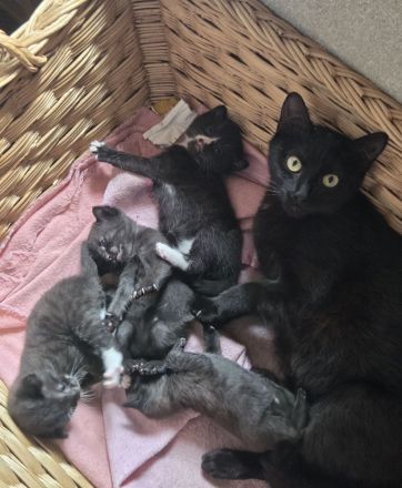Katzenkinder/Kitten abzugeben