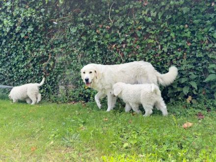 Schäferhund Welpen