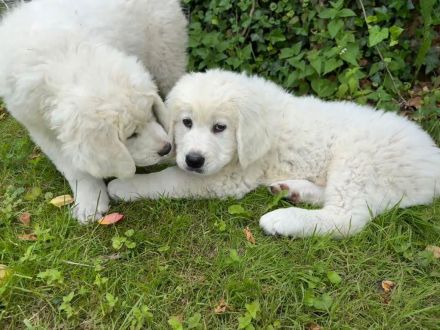 Schäferhund Welpen