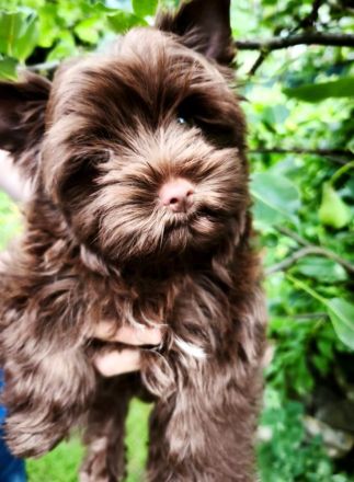 Yorkshire-Terrier Welpe (schoko)