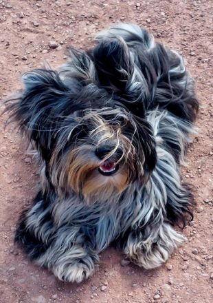 Yorkshire-Terrier Welpe (schoko)