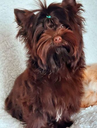 Yorkshire-Terrier Welpe (schoko)