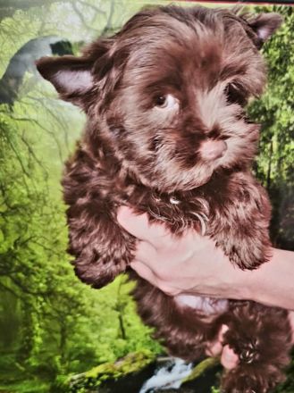 Yorkshire-Terrier Welpe (schoko)