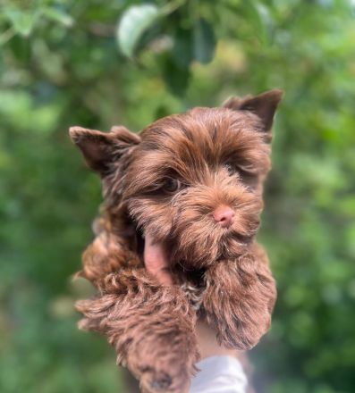 Yorkshire-Terrier Welpe (schoko)