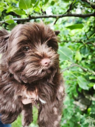 Yorkshire-Terrier Welpe (schoko)
