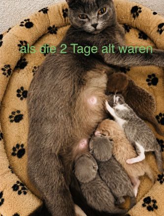 Süße Bkh-Ekh Kitten suchen ein neues Zuhause