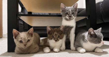 Süße Bkh-Ekh Kitten suchen ein neues Zuhause
