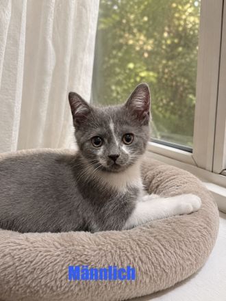 Süße Bkh-Ekh Kitten suchen ein neues Zuhause