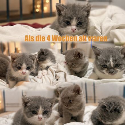 Süße Bkh-Ekh Kitten suchen ein neues Zuhause