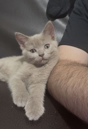 Süße Bkh-Ekh Kitten suchen ein neues Zuhause