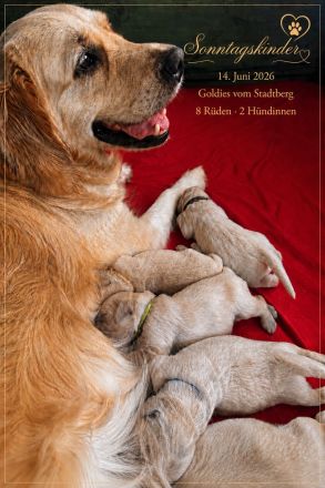 „Goldies vom Stadtberg“ aus bewährter Verpaarung