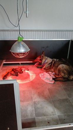 Schäferhund Welpen