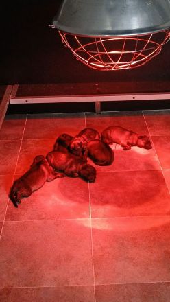 Schäferhund Welpen