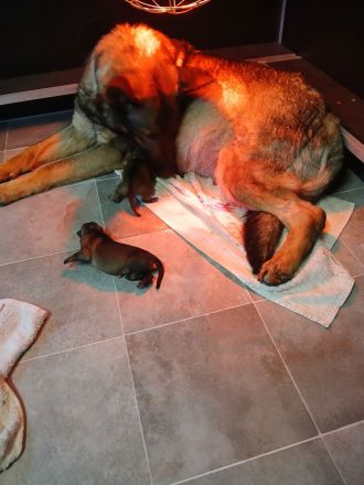 Schäferhund Welpen