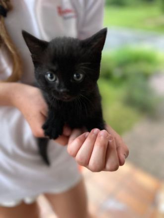 BKH mischlingkitten