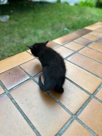 BKH mischlingkitten