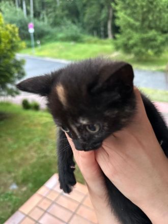 BKH mischlingkitten