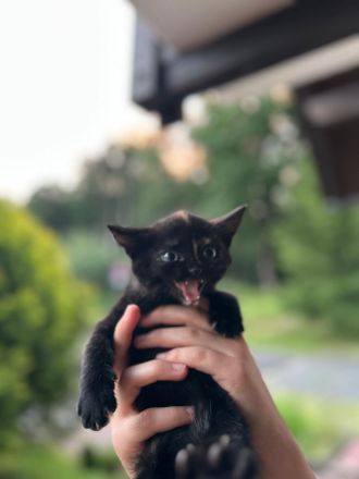BKH mischlingkitten