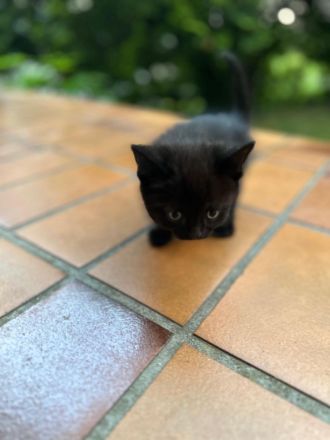 BKH mischlingkitten