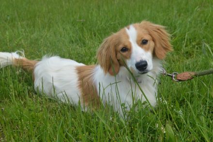 BUFFI, Sheltie Mischling (kastriert) SGB 625,00 €