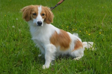 BUFFI, Sheltie Mischling (kastriert) SGB 625,00 €