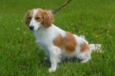 BUFFI, Sheltie Mischling (kastriert) SGB 625,00 €