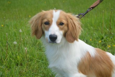 BUFFI, Sheltie Mischling (kastriert) SGB 625,00 €