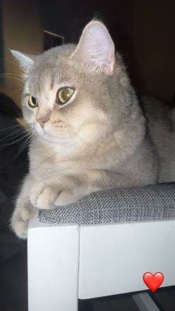 BKH Kater