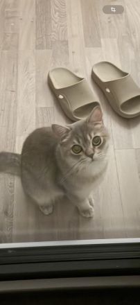 BKH Kater
