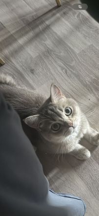 BKH Kater