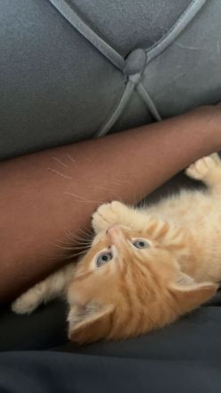 Kitten