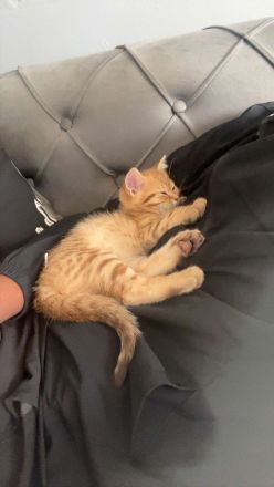 Kitten