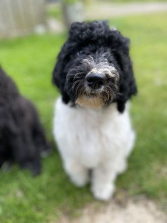 Shepadoodle - der besondere Doodle