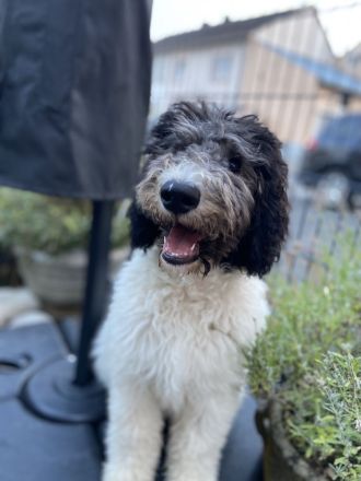 Shepadoodle - der besondere Doodle