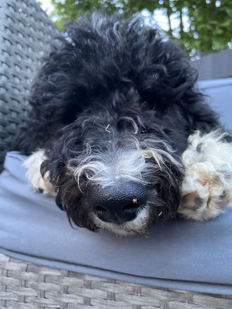 Shepadoodle - der besondere Doodle