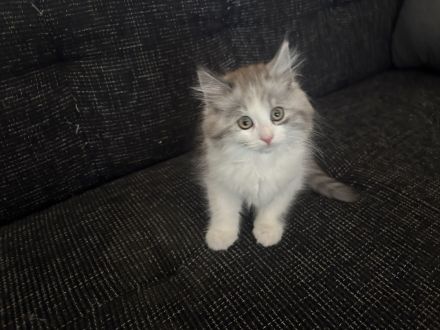 Süßer kleiner Bubi