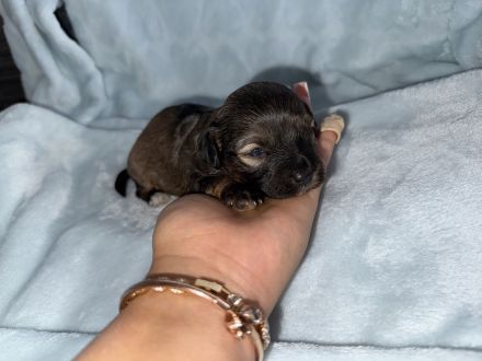 Juhu! Unsere 7 Jackapoo Welpen haben das Licht der Welt erblickt.