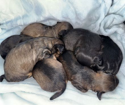 Juhu! Unsere 7 Jackapoo Welpen haben das Licht der Welt erblickt.
