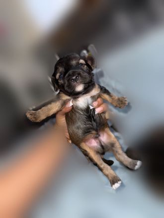 Juhu! Unsere 7 Jackapoo Welpen haben das Licht der Welt erblickt.