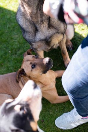 Jules Hundeschule im Kreis Herzogtum Lauenburg | Welpen, Junghunde & Alltagstraining