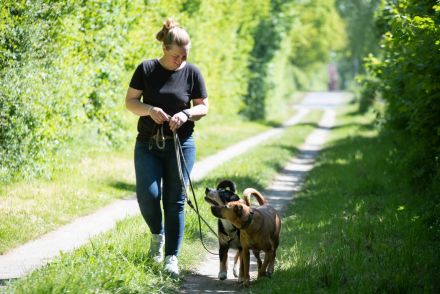Jules Hundeschule im Kreis Herzogtum Lauenburg | Welpen, Junghunde & Alltagstraining