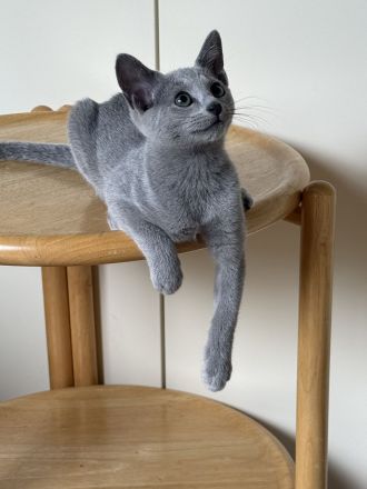 Sofort abgabebereit ein Russisch Blau Kitten