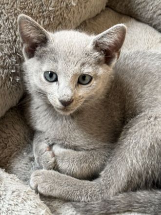 Wunderschöne Russisch Blau Kitten auch ab 21.07.26 ein neues Zuhause