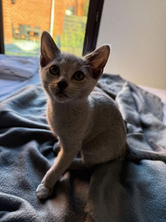 Abgabe in einer Woche Russisch Blau Kitten