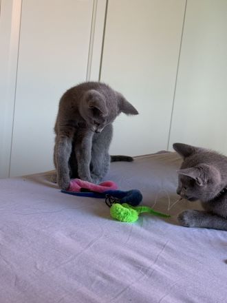 Abgabe in einer Woche Russisch Blau Kitten