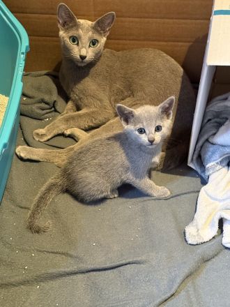 Wunderschöne Russisch Blau Kitten auch ab 21.07.26 ein neues Zuhause